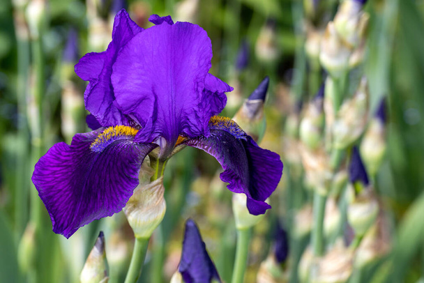 Großaufnahme der lila englischen Iris latifolia Blume im Frühlingsgarten. Makrofotografie lebendiger Natur. - Foto, Bild