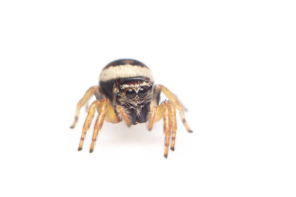 Immagine del ragno che salta (Euryattus bleekeri) su sfondo bianco. Insetto. Animali - Foto, immagini