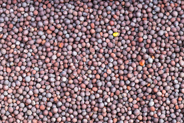 Fondo alimenticio - muchas semillas marrones de mostaza brassica nigra - Foto, Imagen