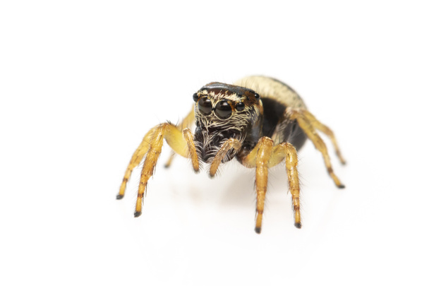 白を背景にしたクモの飛び跳ねるクモ(Euryattus bleekeri)の姿。昆虫だ。動物 - 写真・画像