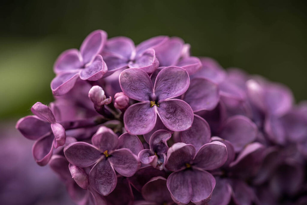 фиолетовый сирень цветет в парке - Фото, изображение