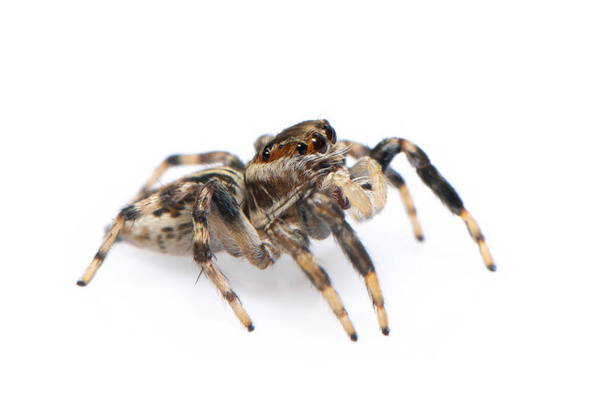 Afbeelding van springende spin geïsoleerd op witte achtergrond. Insectendier. - Foto, afbeelding