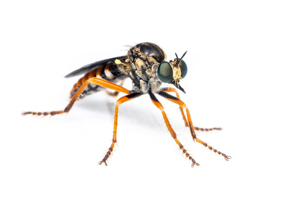 Εικόνα των Asilidae είναι η οικογένεια των ληστών μύγας, επίσης ονομάζεται μύγες δολοφόνος. σε λευκό φόντο. Έντομα. Ζώο - Φωτογραφία, εικόνα
