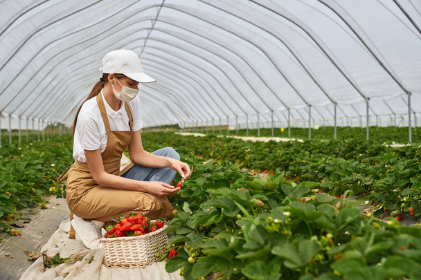 Woman in face mask harvesting strawberries at greenhouse - Fotografie, Obrázek