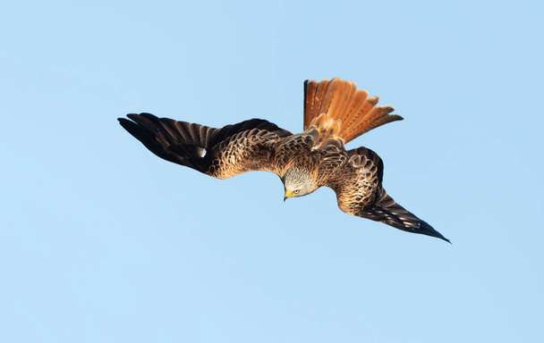 Close up of a Red kite in flight against clear blue sky, UK. - Photo, Image