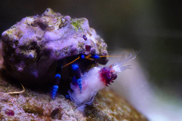 Kraby pustelnicze w paski niebieskie jedzą krewetki koralowe - Zdjęcie, obraz