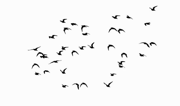 Fliegende Vögel. Vektorbild. Weißer Hintergrund. - Vektor, Bild