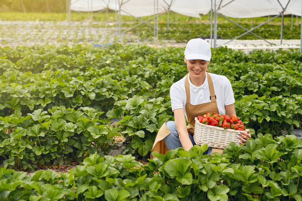 Female gardener in apron picking strawberries at greenhouse - Valokuva, kuva