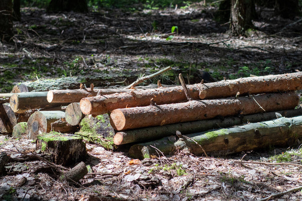 Dřevěné kmeny borovic leží na zemi v lese. Vnitřní část kmene stromu s každoročními kruhy zblízka - Fotografie, Obrázek