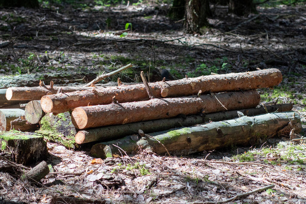 Geveld houten stammen van dennenbomen liggen op de grond in het bos. Het binnenste deel van de boomstam met jaarlijkse ringen close-up - Foto, afbeelding