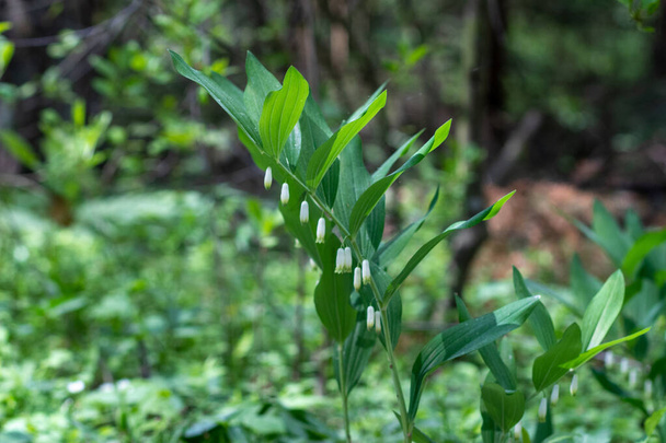 Perennial herbaceous plant Kupena polychlorum Polygonatum multiflorum, Asparagus family Asparagaceae - Photo, Image