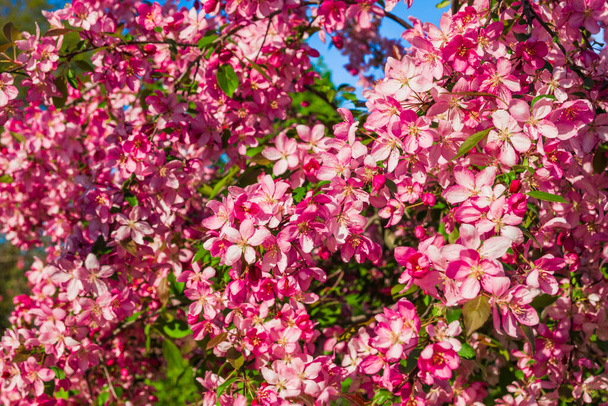 Pink apple blossom in spring time for postcard or banner. Nature background. Soft focus. Beautiful floral spring abstract background of nature - Foto, Bild