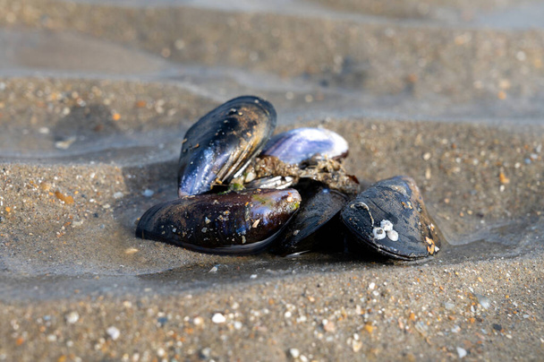 生きたムール貝の貝のグループは、北海の干潮時に砂の上に閉じ込められます - 写真・画像