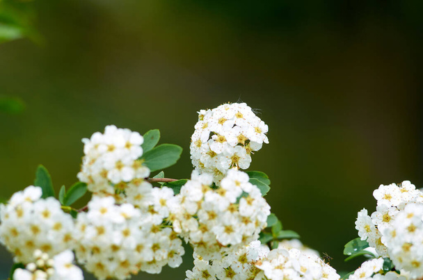 Photo of blooming guelder-rose shrub, round white flowers - Foto, imagen