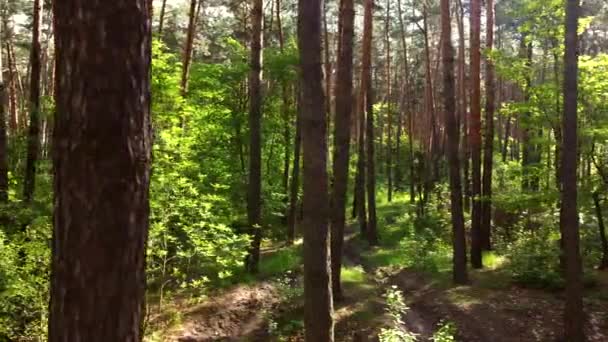 Zöld fényes erdő. Fák, bokrok, zöld levelű ágak és zöld fű - Felvétel, videó