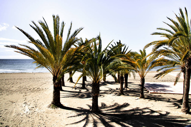 Oasis of palm trees on the beach in Santa Pola village, southern Spain in a cloudy day of Spring - Photo, Image