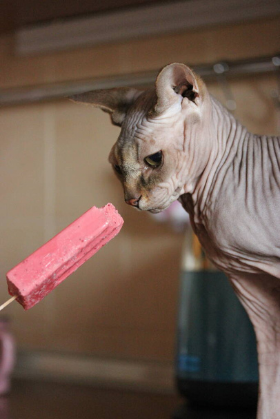 Όμορφη καναδική Σφίγγα γάτα για να δοκιμάσετε παγωτό σε ένα ραβδί, σορμπέ φρούτων. Η φαλακρή γάτα είναι σπίτι. Υποαλλεργικά ζώα, κατοικίδια. Ένα ρυτιδιασμένο δέρμα γάτας. Μια αστεία γάτα τρώει παγωτό το καλοκαίρι. - Φωτογραφία, εικόνα