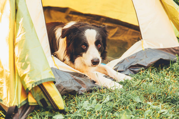 Outdoor portrait of cute funny puppy dog border collie lying down inside in camping tent. Pet travel, adventure with dog companion. Guardian and camping protection. Trip tourism concept - Photo, image