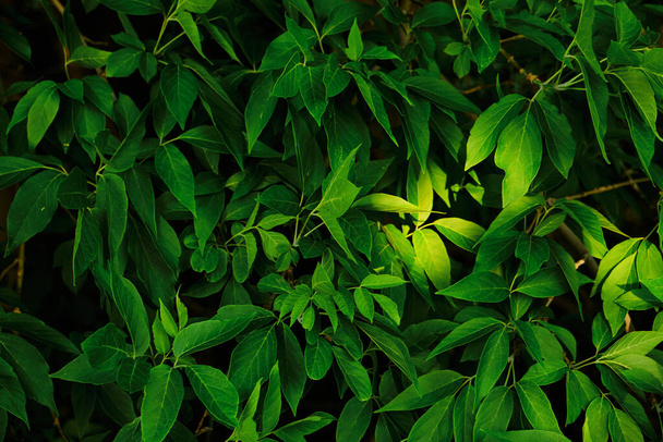 Green Background Dense Foliage with Penetrating Sunlight. - 写真・画像