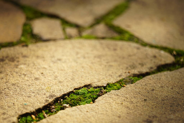 縫い目に緑の苔と古いモザイク石の道。日当たりの良い歩道. - 写真・画像