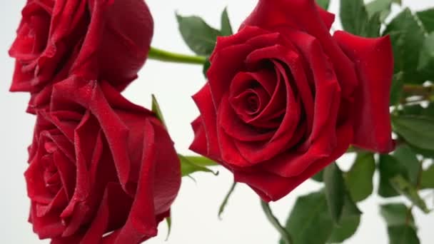Kytice tří krásných rudých růží se chvěje ve větru. Koncept dovolené. Svislé video - Záběry, video