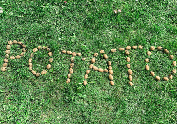 Merkintä perunat valmistettu kirjeitä luonnon keltainen kaunis kypsä maukkaita terveellisiä tärkkelyspitoisia perunoita tuoretta maahan vihreää ruohoa. Tausta. - Valokuva, kuva