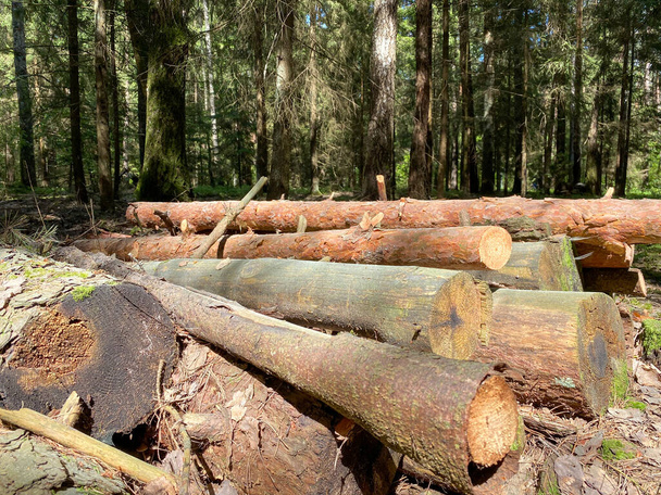 Upadłe drewniane pnie sosen leżą na ziemi w lesie. Wewnętrzna część pnia drzewa z rocznymi pierścieniami zbliżenie - Zdjęcie, obraz