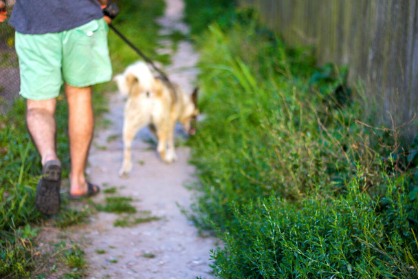 Jeune homme déconcentré marchant avec un chien, laika husky sibérien, dans le village, à la campagne. L'été, vue arrière. L'animal traîne le propriétaire. Fond de nature flou et lumineux. Hors foyer. - Photo, image