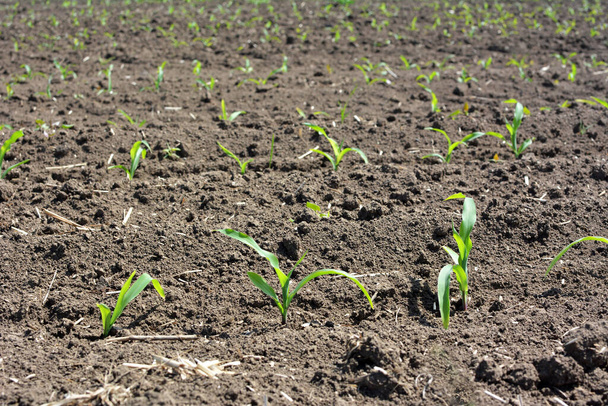 Dans le champ de l'agriculteur il y a des rangées de jeunes plants de maïs. - Photo, image