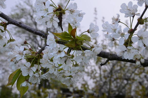 Квітучі білі вишневі квіти солодкої вишні (Prunus avium, wild cherry, gan, bird cherry). Весняний цвіт
. - Фото, зображення