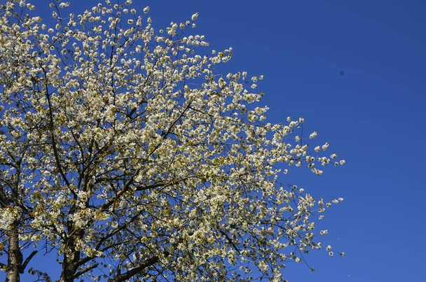 Blooming white cherry flowers of the sweet cherry (Prunus avium, wild cherry, gean, bird cherry).. Spring blossom. - Photo, Image