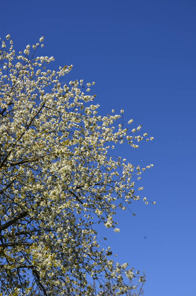 Квітучі білі вишневі квіти солодкої вишні (Prunus avium, wild cherry, gan, bird cherry). Весняний цвіт
. - Фото, зображення