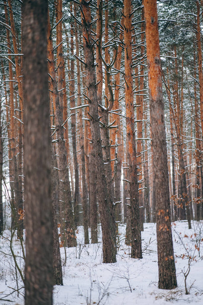 Χειμερινό δάσος με χιόνι στα δέντρα και το πάτωμα - Φωτογραφία, εικόνα