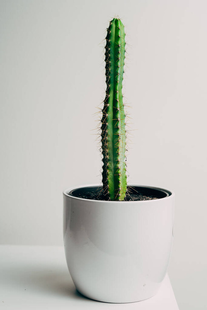 Beautiful healthy pole cactus in a white pot in an apartment - decoration - Valokuva, kuva