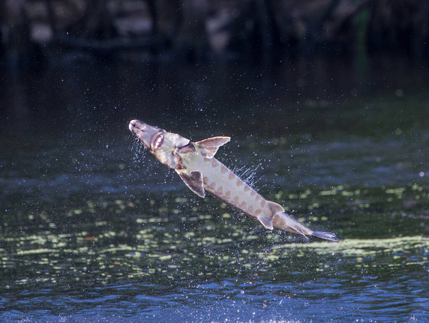 Дикий осётр Залива Взрослых - Acipenser oxyrinchus desotoi - выпрыгивает из воды на реке Суванни Fanning Springs Florida. фотография 3 из 4 в серии - Фото, изображение