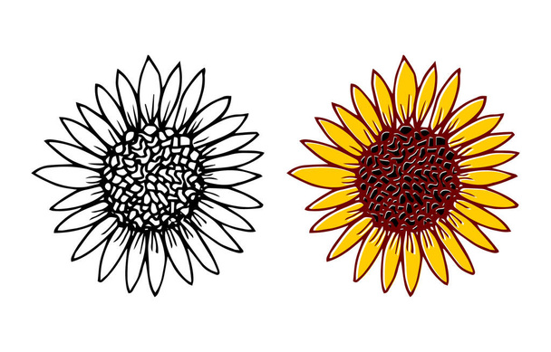 Set of two hand drawn sunflower heads, monochrome and yellow on white background. Botanical floral vector illustration, floral icon - Vecteur, image