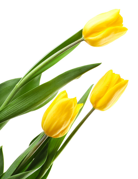 Beautiful tulips isolated on white - Φωτογραφία, εικόνα