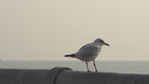 Seagull perches on bridge rail, Bang Pu seaside, golfo de Tailandia - Imágenes, Vídeo