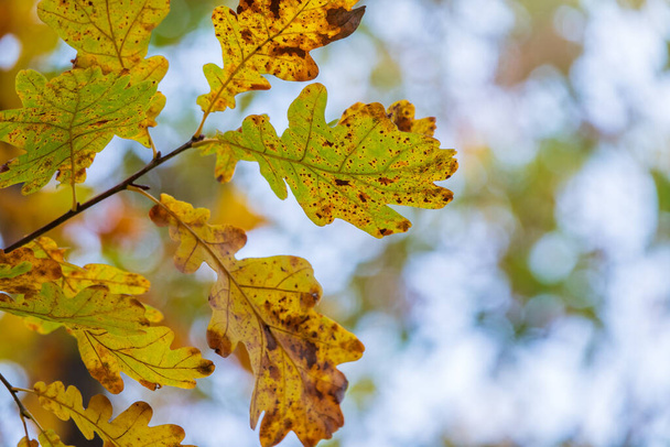 Eichenzweige mit gelben Blättern im Herbstpark. Leuchtend gelbe und orangefarbene Herbstblätter der Eiche. - Foto, Bild