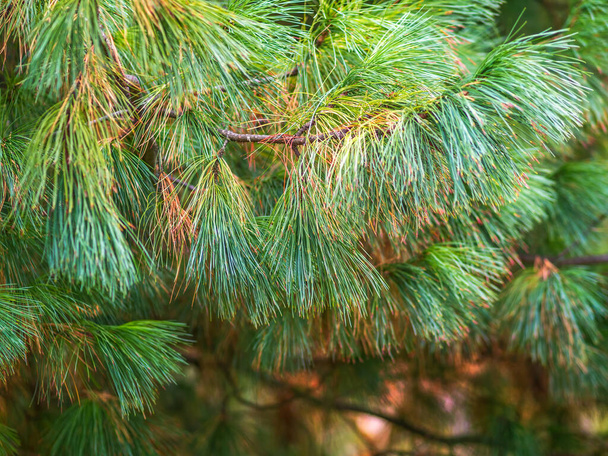 Cedar branches with long fluffy needles with a beautiful blurry background. Pinus sibirica, or Siberian pine. Pine branch with long and thin needles. The pine tree looks soft and fluffy. - Fotó, kép