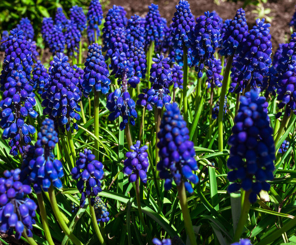 Блакитні квіти в зеленій траві в крупним планом, насичений колір, яскравий день, літнє фото
 - Фото, зображення