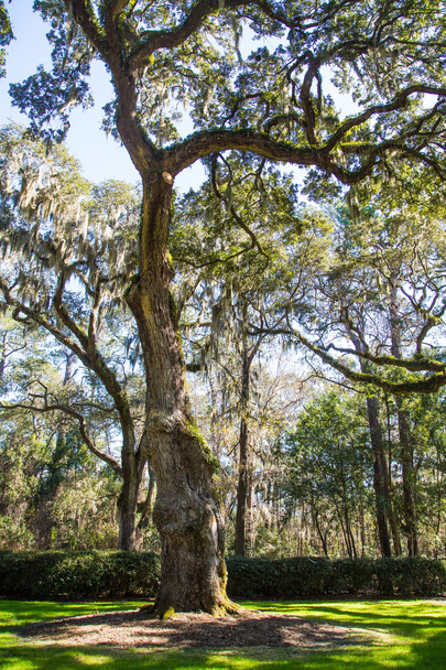 Vecchio quercia nel parco meridionale
 - Foto, immagini
