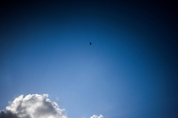 A beautiful view of bright blue sky with clouds and bird in flight - Φωτογραφία, εικόνα