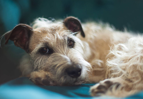 A closeup shot of an Irish Terrier resting on a blue surface - Foto, afbeelding