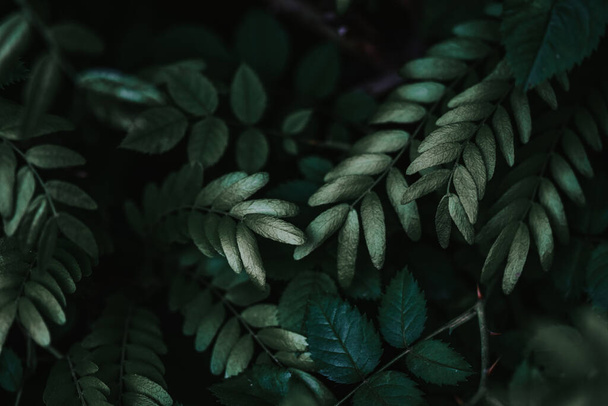Ένα κοντινό πλάνο από σκούρα πράσινα φύλλα φυτών - δροσερό για φυσικό υπόβαθρο ή ταπετσαρία - Φωτογραφία, εικόνα