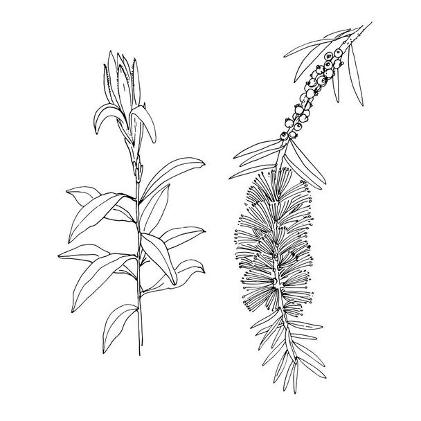 Callistemon comboynensis. Australian plant. Vector sketch of flowers by line on a white background. - Wektor, obraz