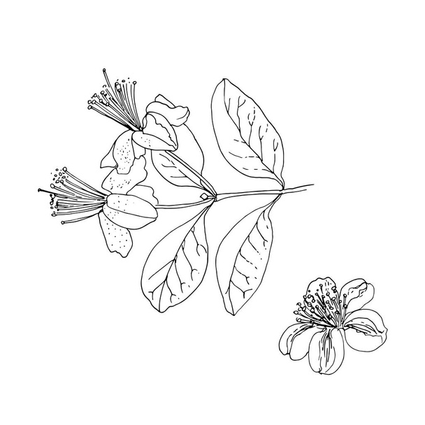Feijoa flowers. Vector sketch of flowers by line on a white background. - Vektor, Bild