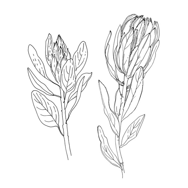 Protea Vector sketch of flowers by line on a white background. - Vektor, Bild