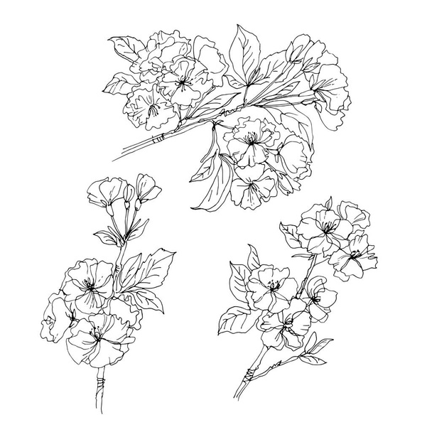 Sakura, cherry blossoms.Vector sketch of flowers by line on a white background. - Вектор, зображення