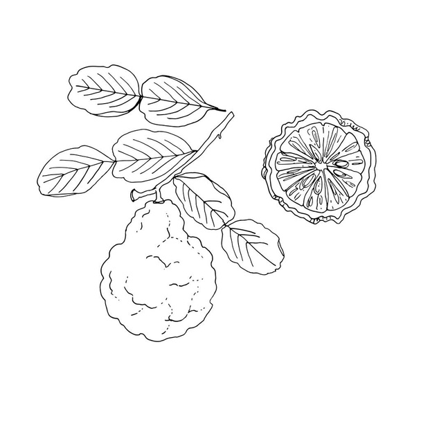 Faffir lime Vector drawing of food. Citrus. color - Διάνυσμα, εικόνα